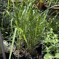 Lemon Grass Plans $15 Each Price Firm