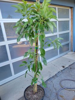 Dwarf Avocado Tree