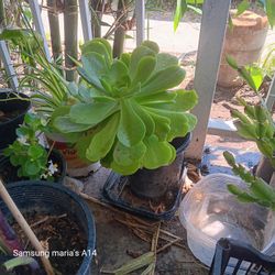 Succulent Plant