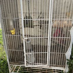 Bird Cage 