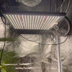 Grow Light