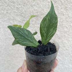 Beautiful Hoya Polyneura Broget Plant