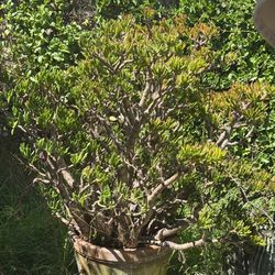 Large Ogre Ear Jade Plant in pot