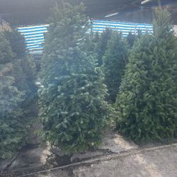 We have a wide variety of natural trees brought directly from Oregon at the best prices
