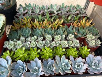 2 inch succulent 1.50$ each