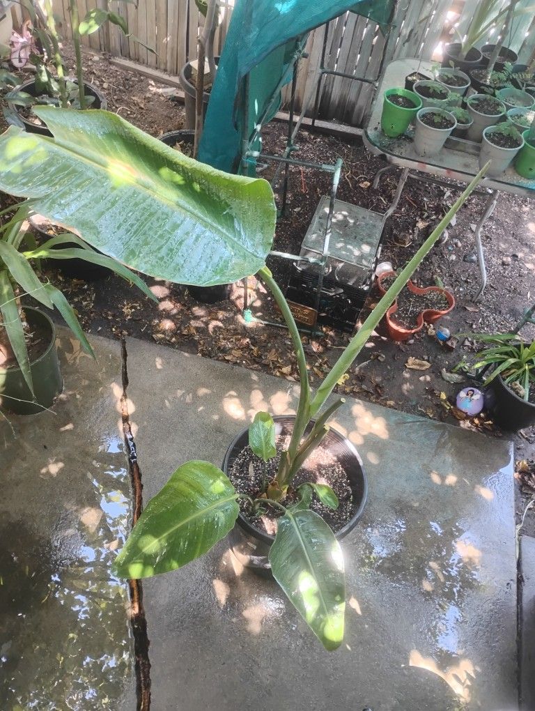 Giant Bird of Paradise Plant