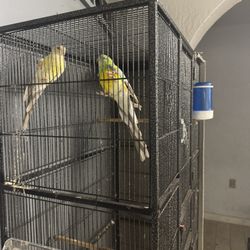 Se Vende Jaula De Pajaros 
