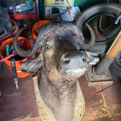 Mounted Water Buffalo Head