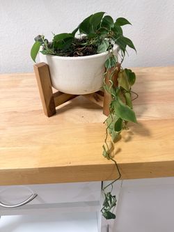 Heartleaf philodendron + pot/wood stand