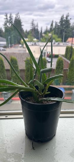 Aloe Vera plant 8 inch pot 10-17 inch long