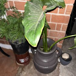 A Lot Of Plants Available For Sale