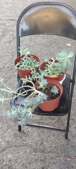 Sedum Stonecrop Succulent 