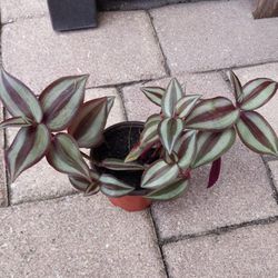 Wandering Jew Potted Plant
