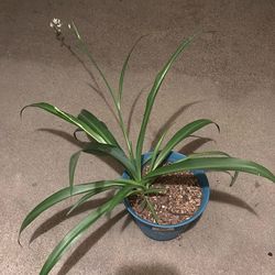 Plant