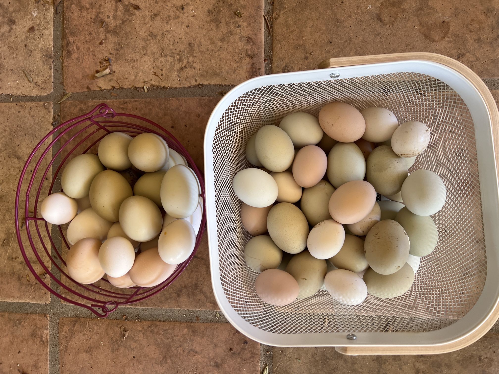Fertile Chicken Eggs (eating or hatching)