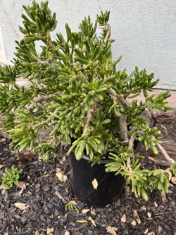 Succulent plant
