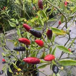 CHILTEPIN PEPPER PLANT