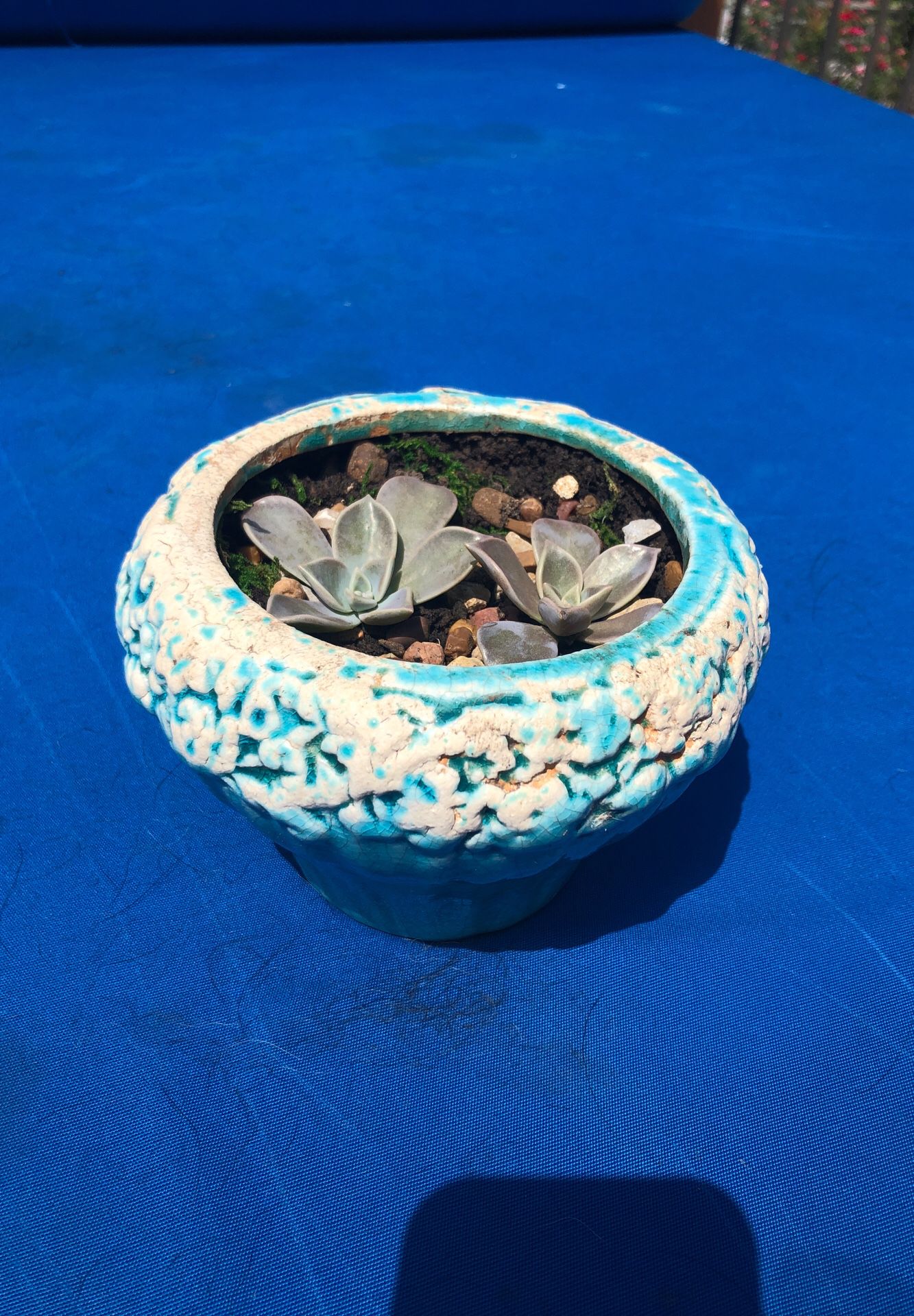 Blue succulent terrarium