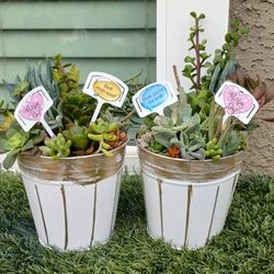 Mother's Day Gifts succulent Arrangements 
