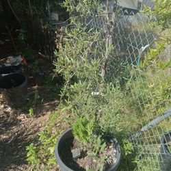 2 For 1 Olive Tree With Crassula Tetragonna