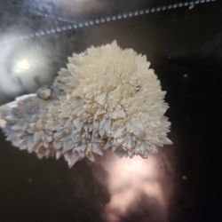 Shiney Calcite Crystal 