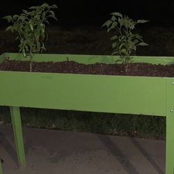 Metal Planter With Two Sweet Pepper Plants 