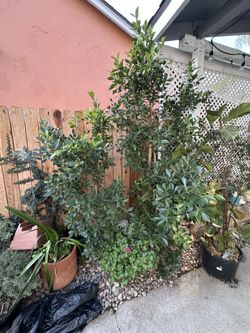 13 Privacy Trees Ficus