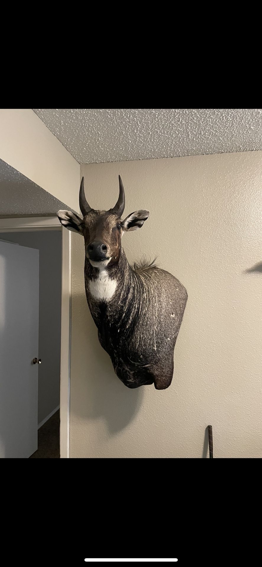Nilgai Mount