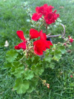 Planta geranio
