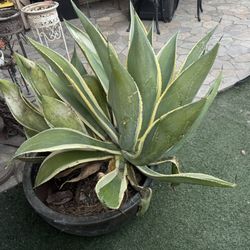 Variegated Agave