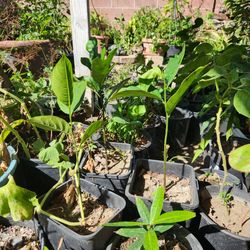 Jackfruit Plant Tree