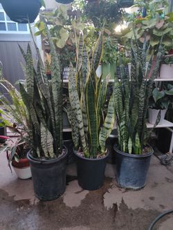 Snake Plants