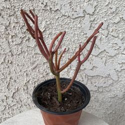 4 Inch Pot Succulent Plant - Euphorbia Tirucalli - Fire Stick Plant - Milkbush - Red Pencil Tree - Rooted & Established - Beautiful Colors - Drought R