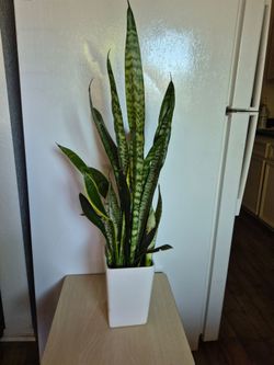 Snake plant with white porcelain plant pot