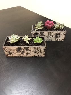 Succulent boxes..
