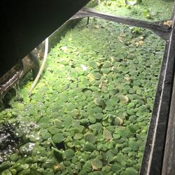 Aquarium Plants