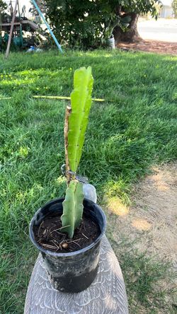 Plantas de Dragon Fruit