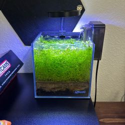 1 Gal Fish Tank 