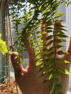 Realistic faux plants