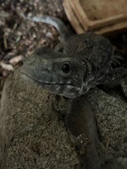 Savannah monitor tank