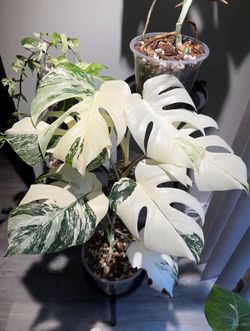 Established Monstera Albo cutting
