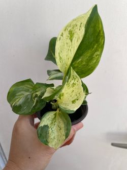 Manjula Pothos plant