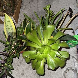 Large Assorted Succulent Window Planter