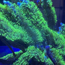 Fake Fish Tank Aquarium Display 