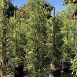 Fern Pine Privacy Hedge