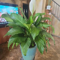 Gorgeous Live Peace Lilly Three Feet Tall