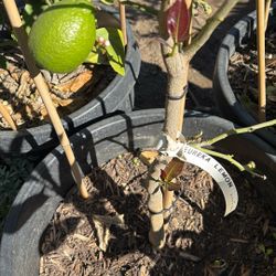 Eureka Lemon Tree Fruit Bearing 