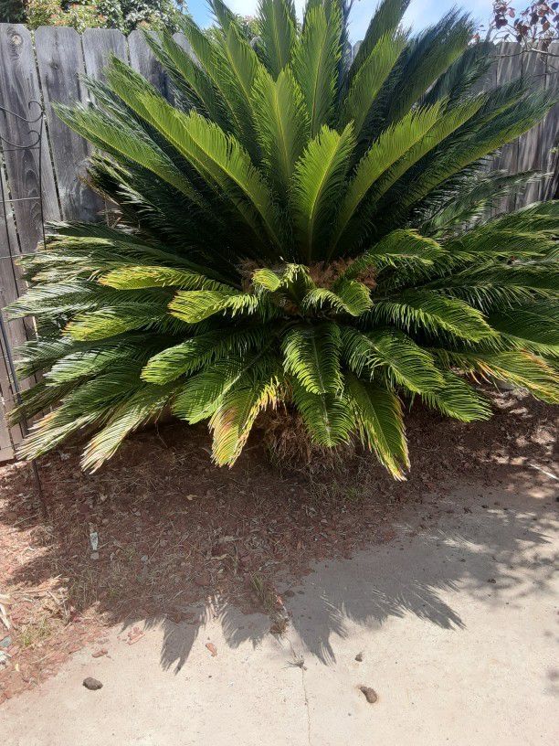 Sega Palm Tree , You Remove, $1000 OBO . Must Sell Within 3 Weeks
