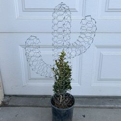Wire And Plant Yard Decoration, Plant Grows Out To Be The Figure Of A Cactus Perfect Gift 💝 