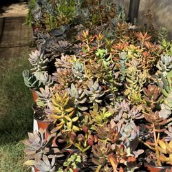 Succulents Plants 4”pot